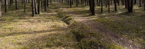 footpath in a forest with tree shadows