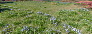 ground with blooming blue spring flowers of species Chionodoxa glory of the snow