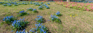 ground with dofferent spring flowers blooming