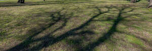 lawn in spring under park trees