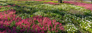 ground under trees covered with blooming spring flowers