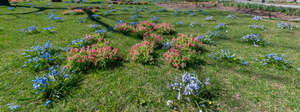 grass with blooming spring flowers