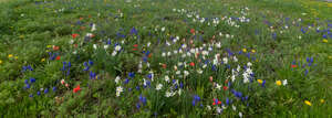 flower meadow