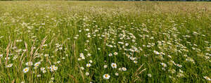 field of blooming daisies