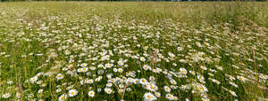 meadow with blooming daisies
