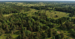 aerial view of forests