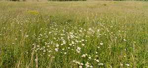 meadow in summer with daisies blooming
