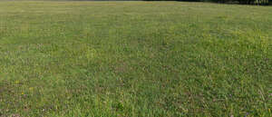 lawn with blooming clover