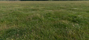 field of blooming clover