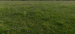 field of clover