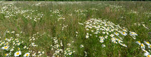 meadow full of blooming daisies