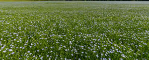blooming flax field