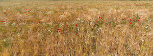 ripe corn field with poppies