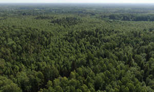 aerial view of a forests