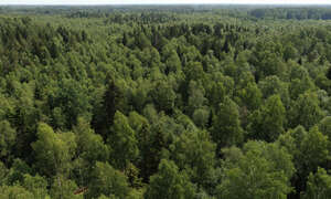 top view of forests