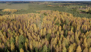 aerial view of a forest in autumn