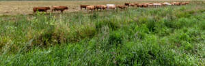 pasture with cows