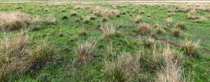 grassland with tufts of grass