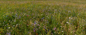 flower meadow