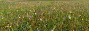 flower meadow with cornflowers