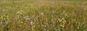 flower meadow with different flowers