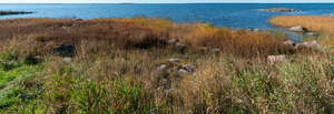 grassy seaside