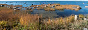 seaside with dry grass and rocks