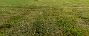 mowed lawn in autumn