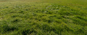 tall grass in autumn sun