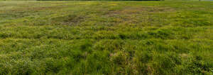 field of grass in sunlight