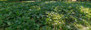 field of beets in parital light