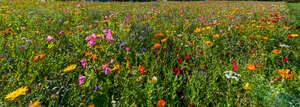 field of flowers