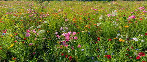 field of blooming flowers