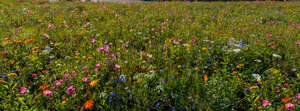 field of flowers in sunlight