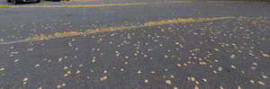 asphalt road with fallen leaves