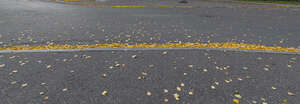 asphalt field with fallen leaves