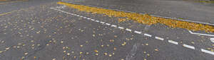 asphalt road with fallen leaves