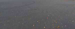 asphalt leaves with fallen leaves and tyre tracks