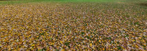 ground with thick layer of fallen leaves