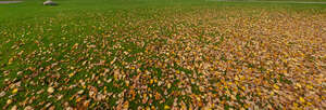 grass with fallen leaves