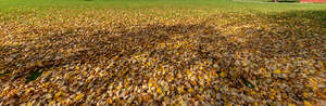 grass with fallen leaves under a tree shade