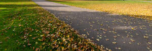 small road with fallen leaves