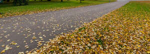 aspahalt road in autumn