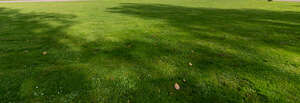 grass with shadows and some fallen leaves