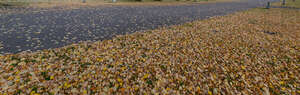 road with lot of fallen leaves