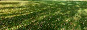 grass under trees covered with some fallen leaves