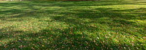 grass with shadows and fallen leaves