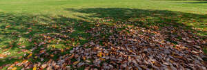 lawn in autumn with fallen leaves