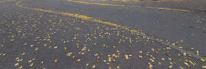 asphalt road and sidewalk with fallen leaves