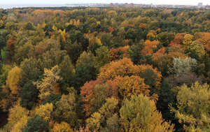 aerial view of a forest in autumn